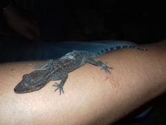 Cyrtodactylus marmoratus