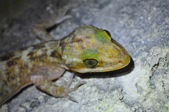 Cyrtodactylus marmoratus