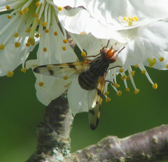 Otites porcus