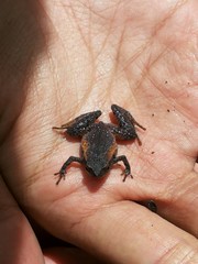 Microhyla palmipes