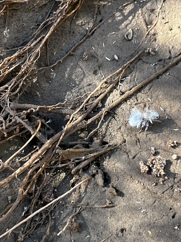 Thistledown Velvet Ant