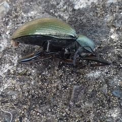 Tenebrionidae