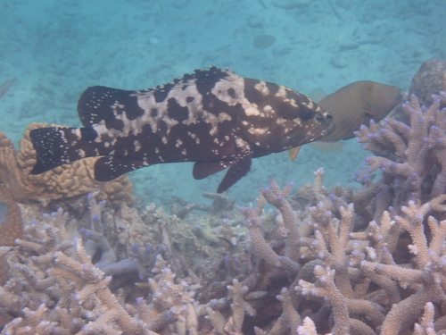 Epinephelus polyphekadion observed 2026-09-29