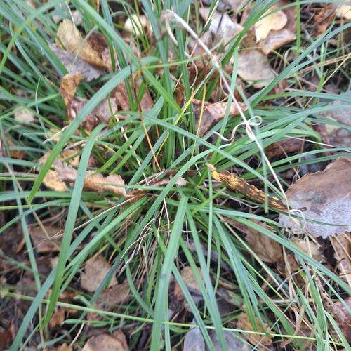 Carex digitata observed 2026-10-08