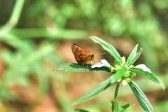 Iambrix salsala salsala