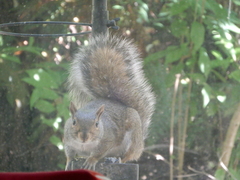 Sciurus carolinensis