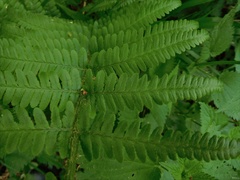 Dryopteris filix-mas