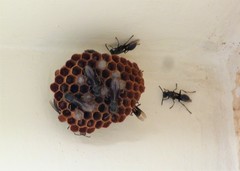 Mischocyttarus cassununga