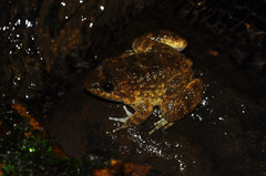 Limnonectes kuhlii