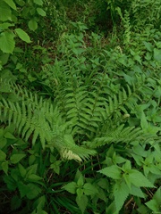 Dryopteris filix-mas