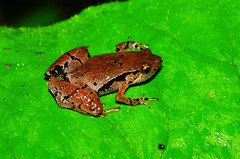 Microhyla achatina