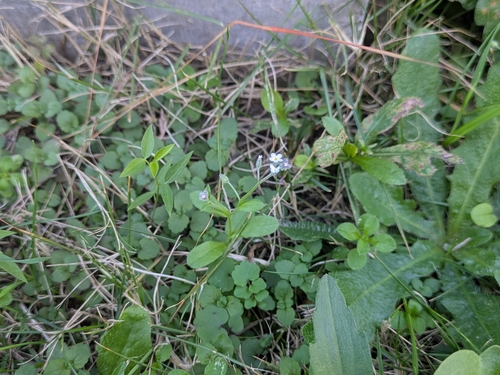 Myosotis arvensis observed 2026-10-09