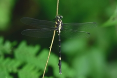 Macrogomphus wynaadicus