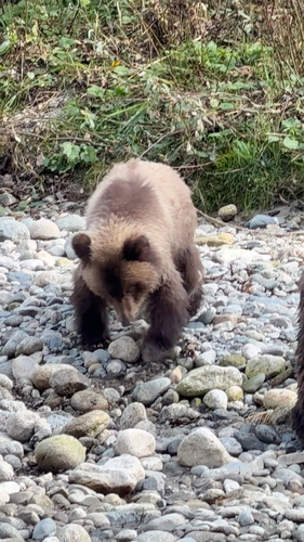 Grizzly Bear sighting near Strathcona