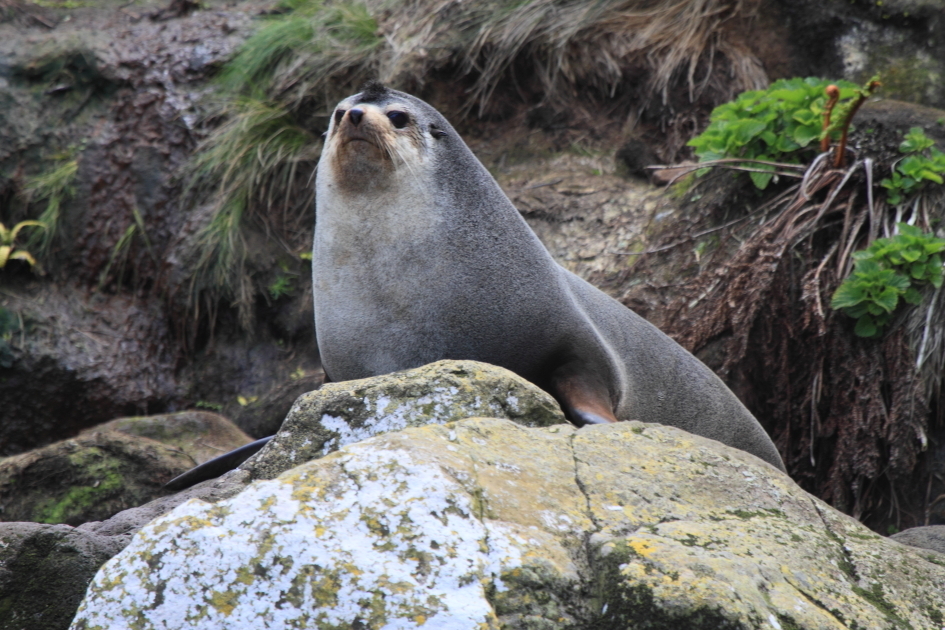 Subantarctic fur seal sitting upright on a mossy rocky slope