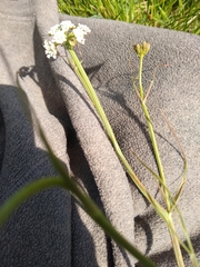 Oenanthe pimpinelloides