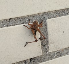 Decticus albifrons