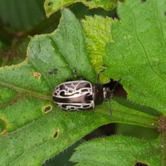 Calligrapha elegantula