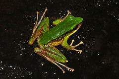 Odorrana hosii