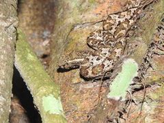 Craspedocephalus puniceus