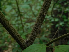 Cornus sanguinea