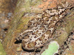 Craspedocephalus puniceus