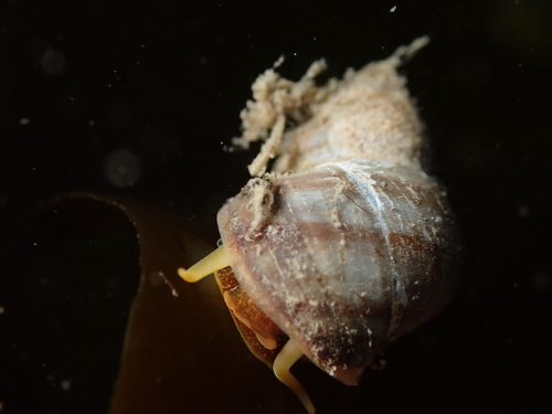 Lacuna vincta observed 2026-10-08