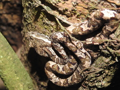 Craspedocephalus puniceus