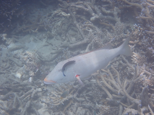 Lethrinus xanthochilus observed 2026-09-26