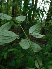 Cornus sanguinea