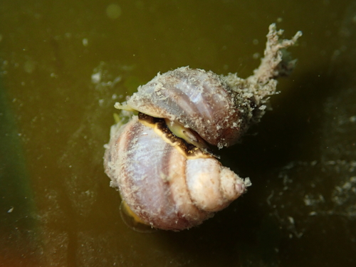 Lacuna vincta observed 2026-10-08