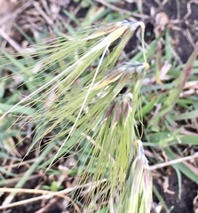 Bouteloua megapotamica