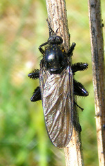 Empis pennipes