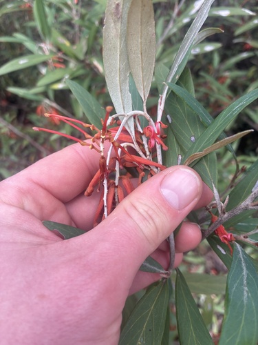 Grevillea victoriae, 2026-09-25