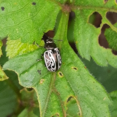 Calligrapha elegantula