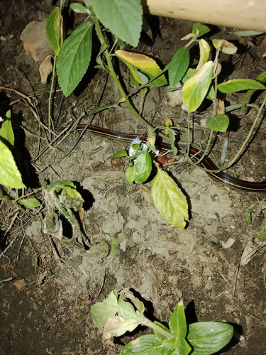 Oligodon octolineatus, 2026-10-03