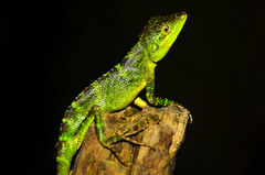 Pseudocalotes tympanistriga