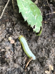 Tomostethus multicinctus