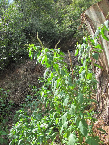 Mexican pokeweed (Phytolacca heterotepala)