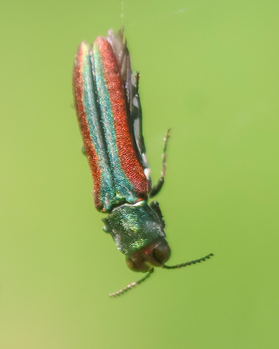 Agrilus pulchellus