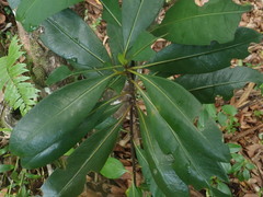 Psychotria pervillei image