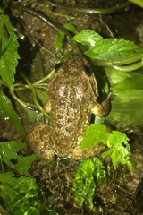 Limnonectes kuhlii