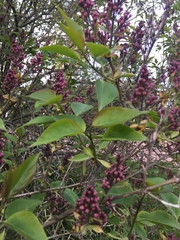 Syringa vulgaris