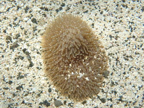 Polyphyllia talpina observed 2026-09-28