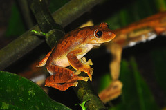 Rhacophorus margaritifer