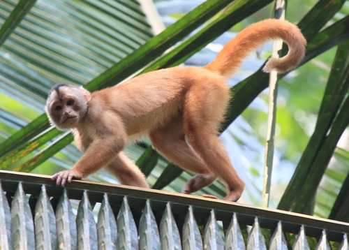Spix's White-fronted Capuchin