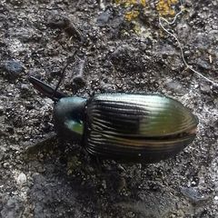 Tenebrionidae