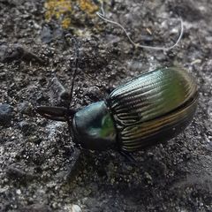 Tenebrionidae