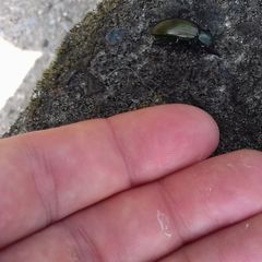 Tenebrionidae