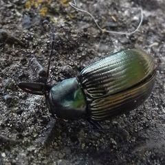 Tenebrionidae